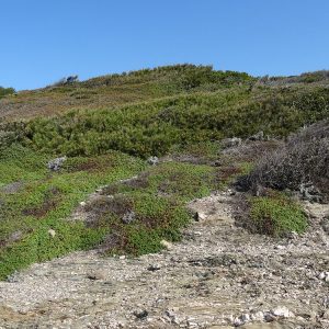 Arbres et arbustes contraints par le vent et les embruns