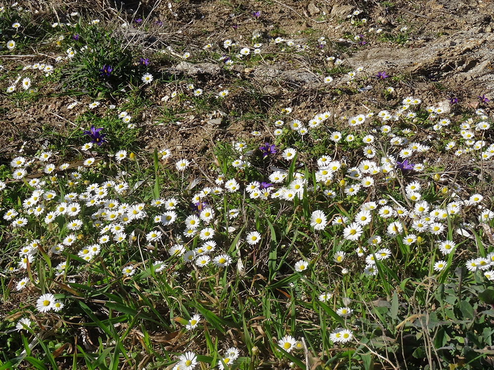 Presqu'île de Saint-Tropez, pelouse halophile en mars