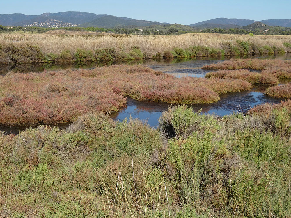 Eaux saumâtres et salicornes