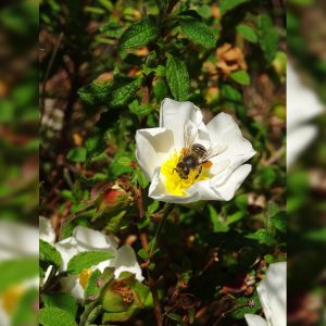 Ciste à feuilles de sauge et abeille domestique