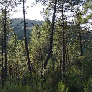 Pinède à pin maritime