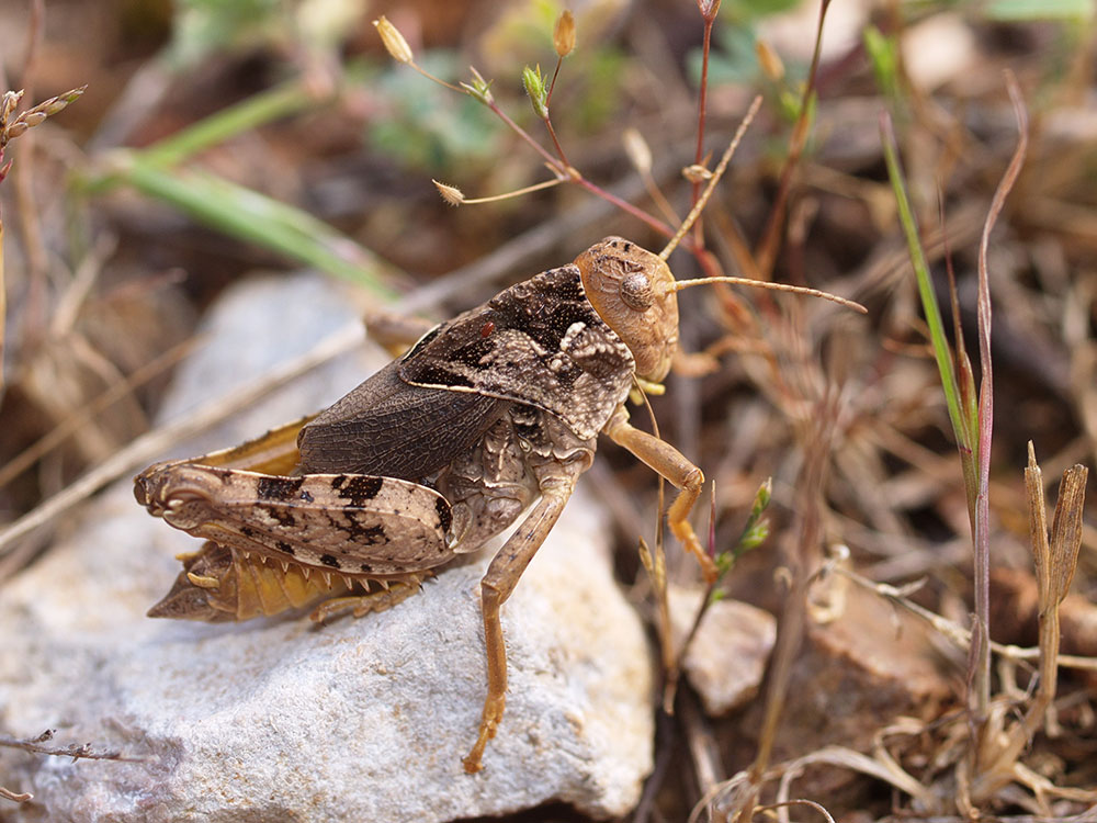 Criquet hérisson (morphe jaune) (© A. Joyeux)
