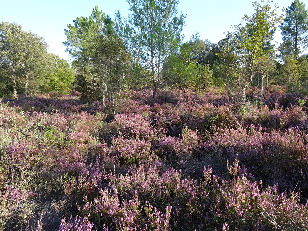 Callune vulgaire - floraison fin-septembre et octobre