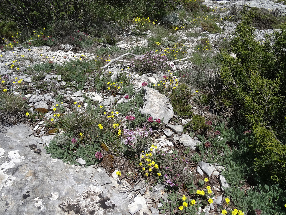 Floraison multicolore sur les crêtes (avril, mai)